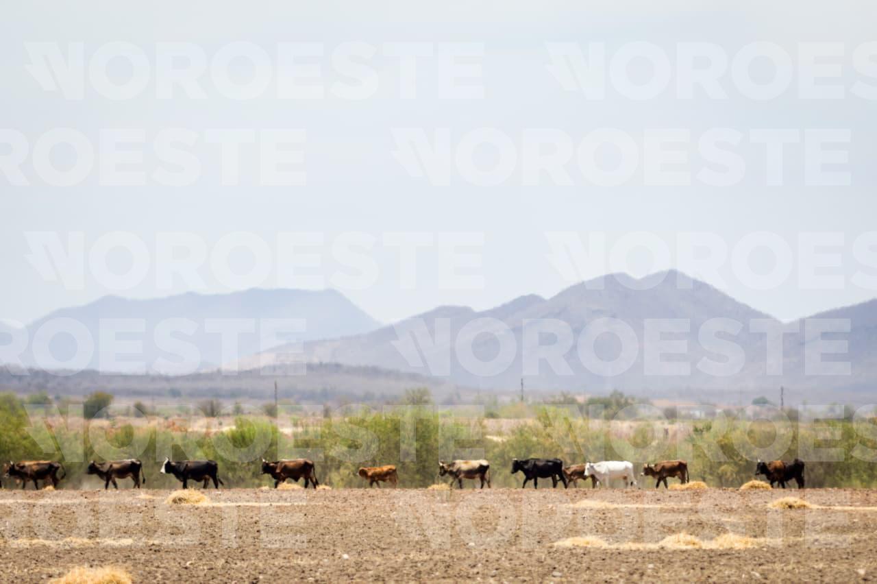 $!Localizan al menos tres fosas clandestinas en zona rural de Mocorito