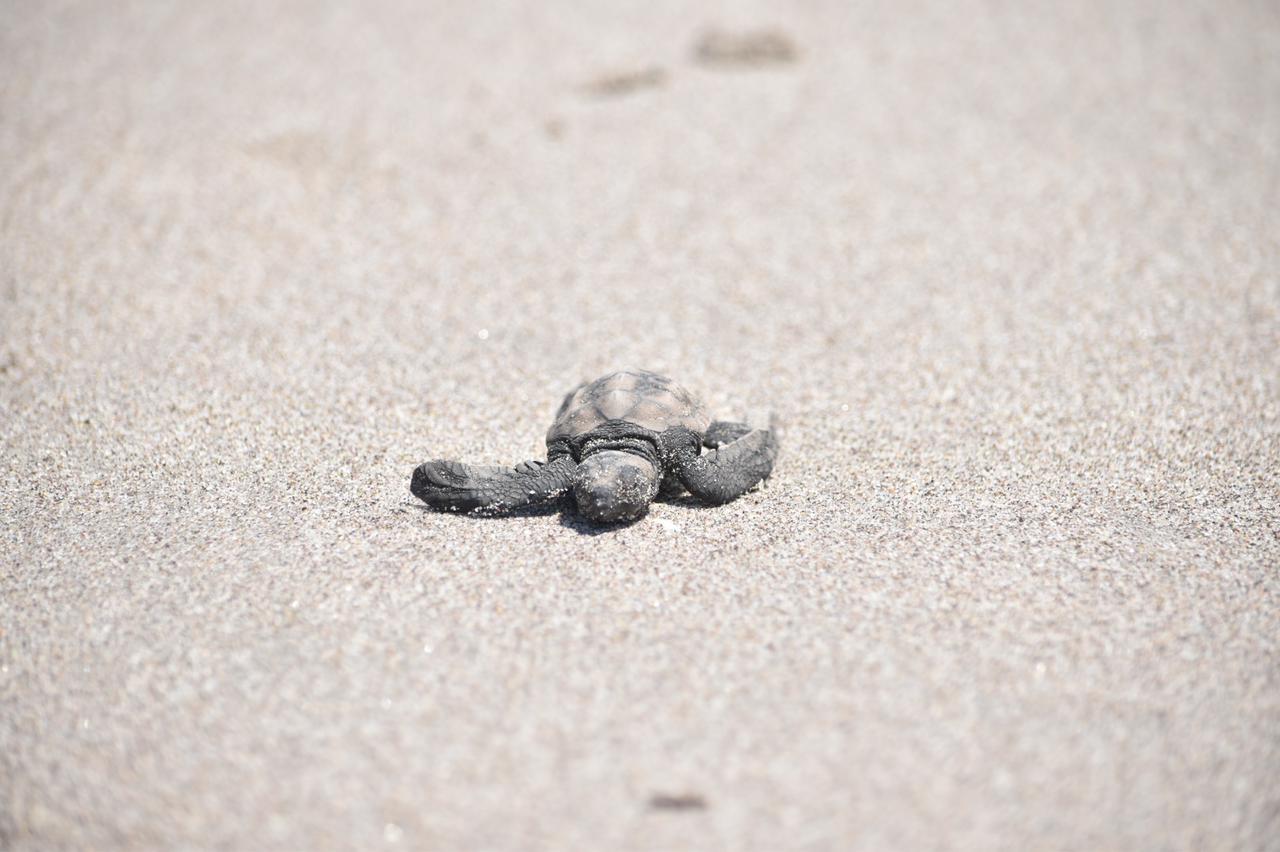$!Inicia temporada de liberación de tortuga marina en Elota