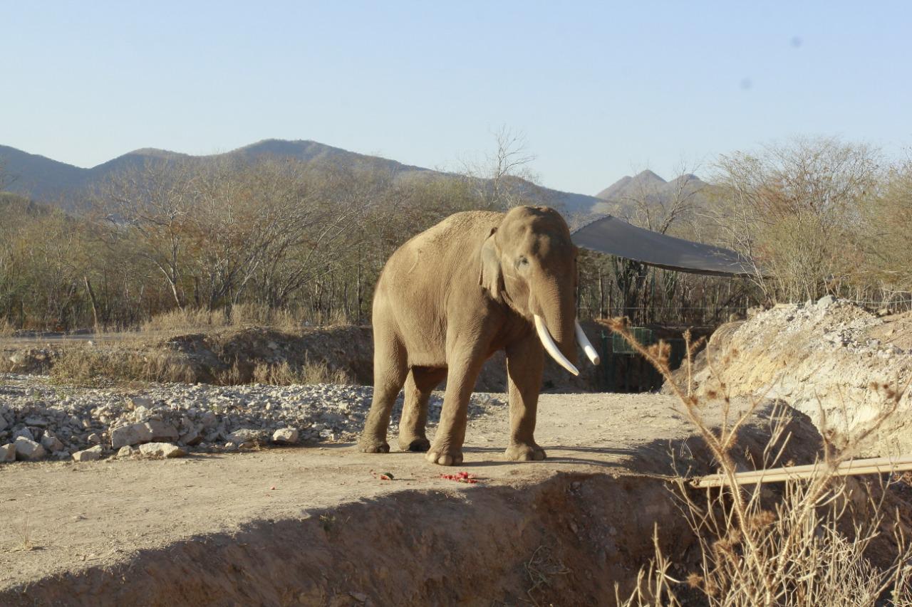 $!Novia del elefante ‘Big Boy’ llegará a Culiacán dentro de un mes y medio, prevé organización