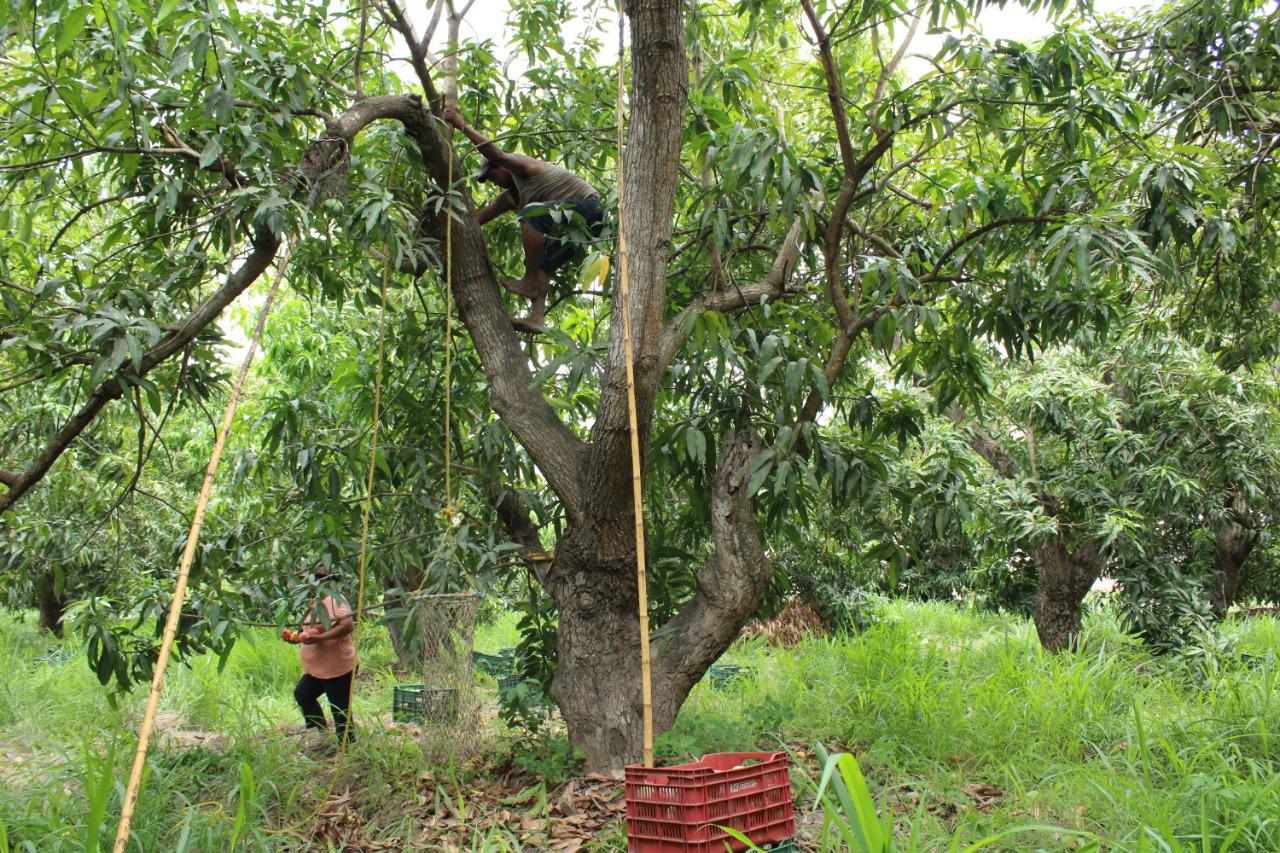 $!Entre árboles y surcos, recolectan el mango en Escuinapa