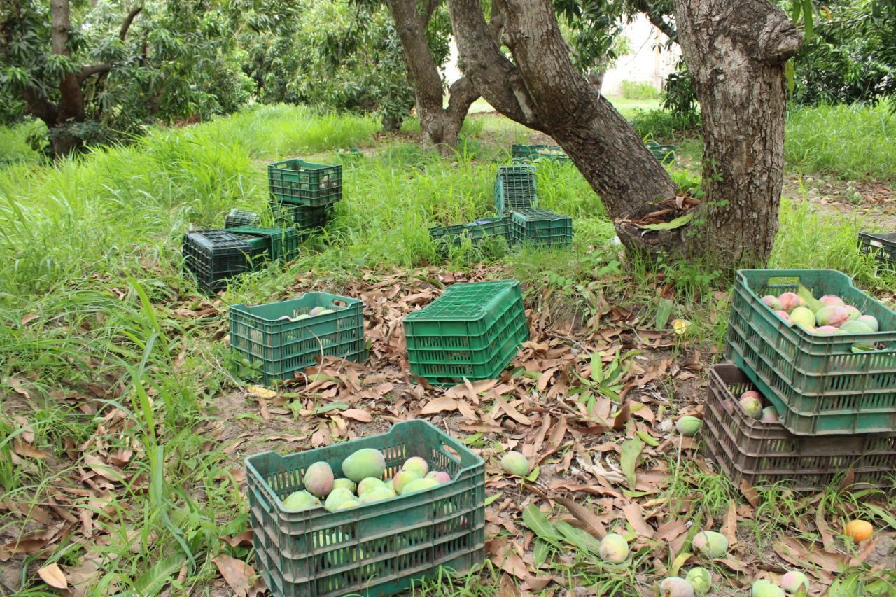 $!Entre árboles y surcos, recolectan el mango en Escuinapa