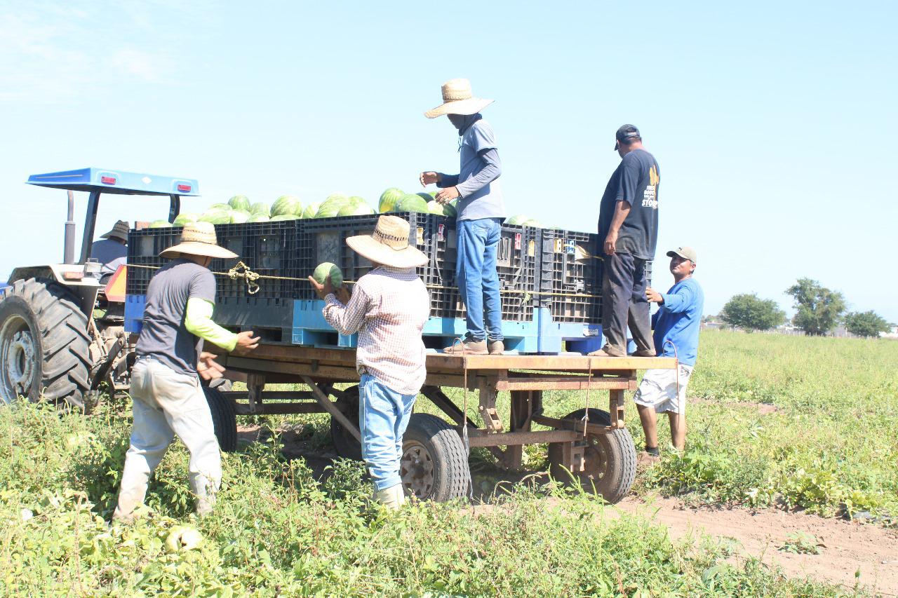 $!Muestran el proceso de la sandía y su ‘examen’ para llevarla de Escuinapa a Estados Unidos