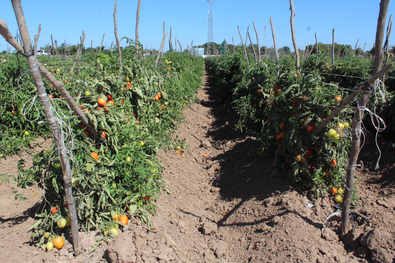 $!Horticultores de Sinaloa enfrentan otra temporada que pinta para el desastre