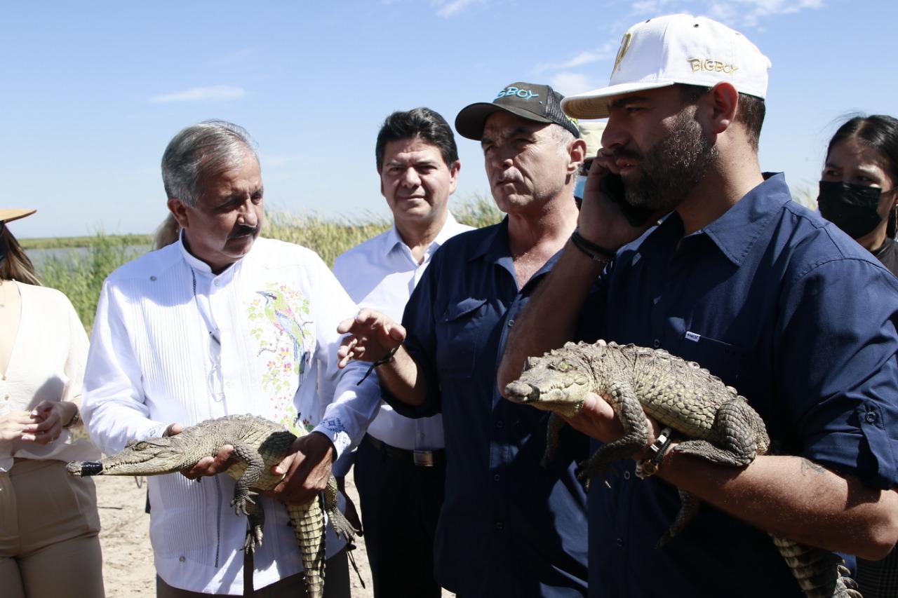 $!En la laguna de Caimanero, liberan aves y cocodrilos rehabilitados