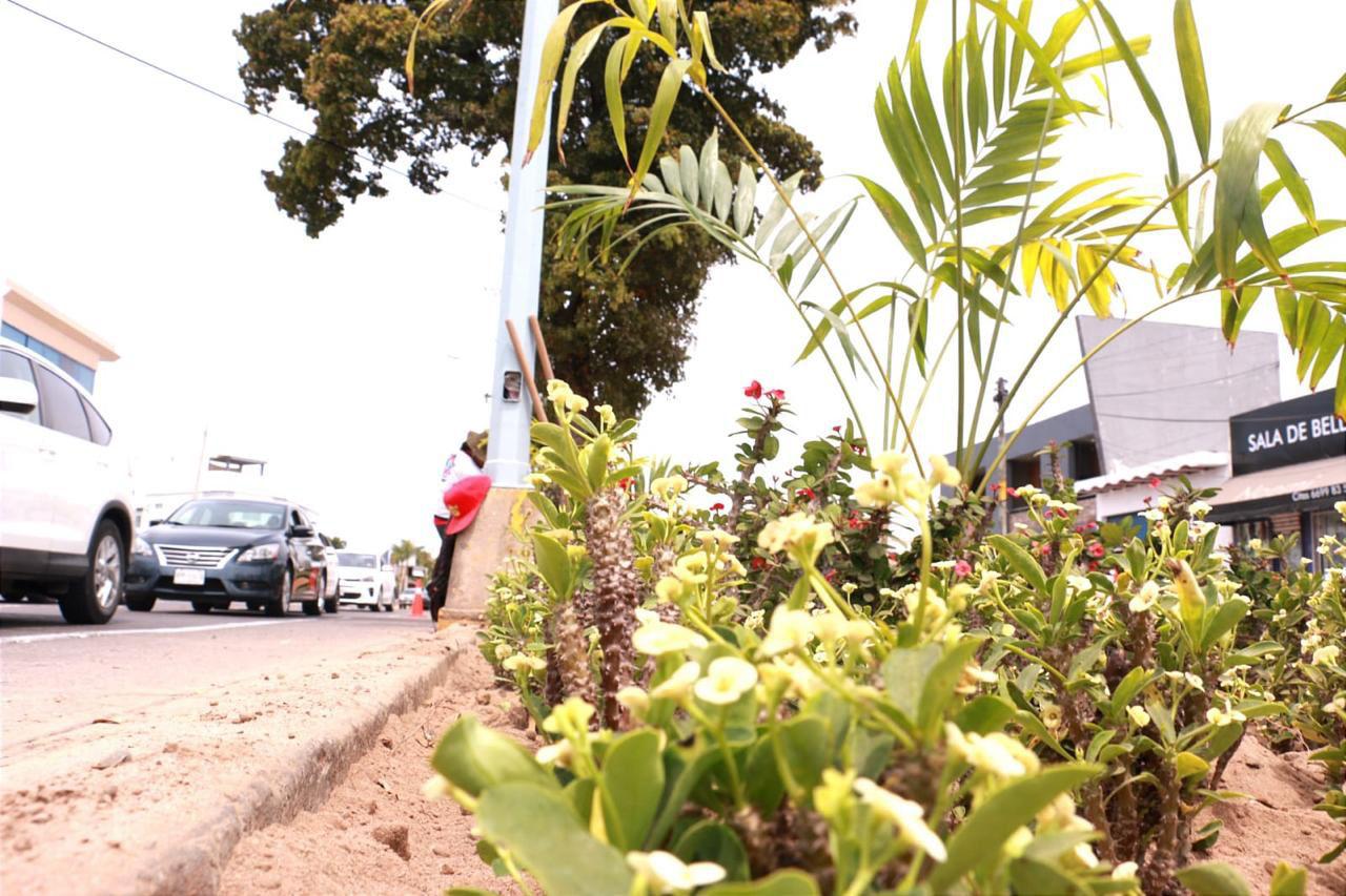 $!Restauran Avenida La Marina con acalifa, orejas de burro, árbol de orquídea, uva de mar, muñecas y corona de Cristo
