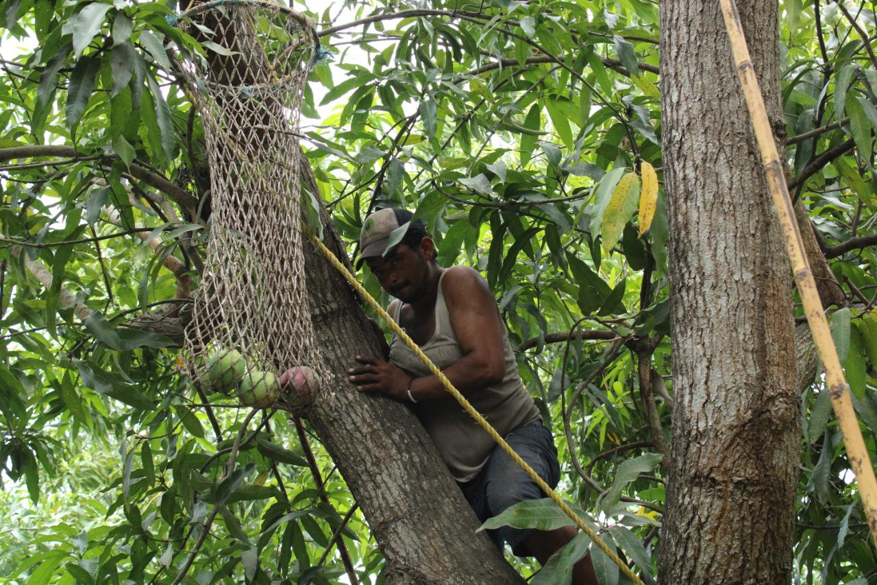 $!Entre árboles y surcos, recolectan el mango en Escuinapa
