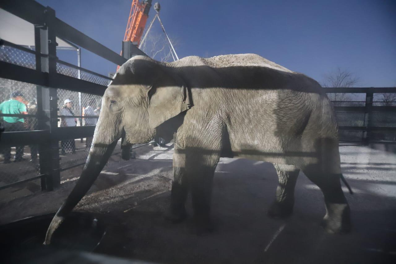 $!Animales del Santuario Ostok se van a proyecto turístico en Mazatlán