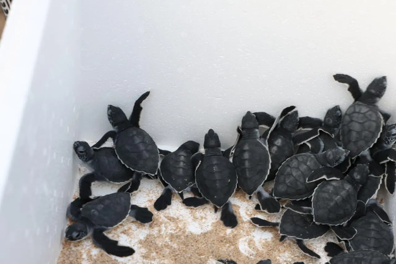 $!Liberan 43 crías de tortuga negra en playas de Mazatlán