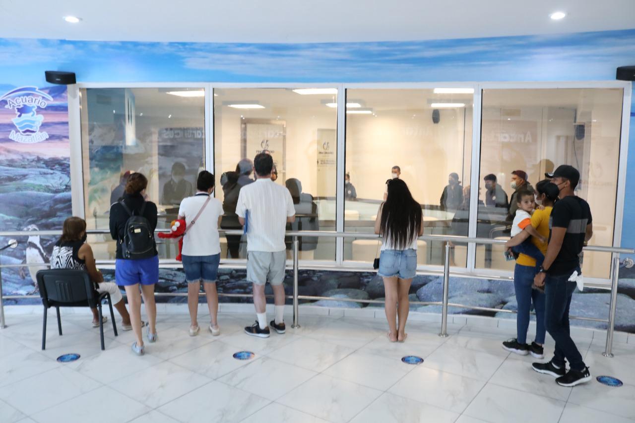$!Alberga y protege Acuario Mazatlán17 pingüinos de Humboldt