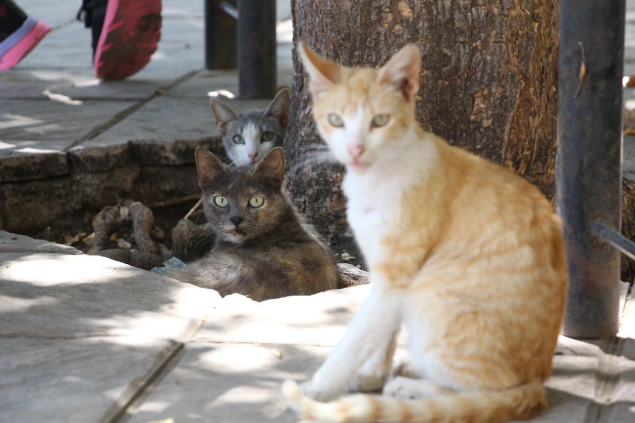 $!Vicente Sánchez es ‘El señor de los gatos de Catedral’ en Culiacán, protector de mininos callejeros