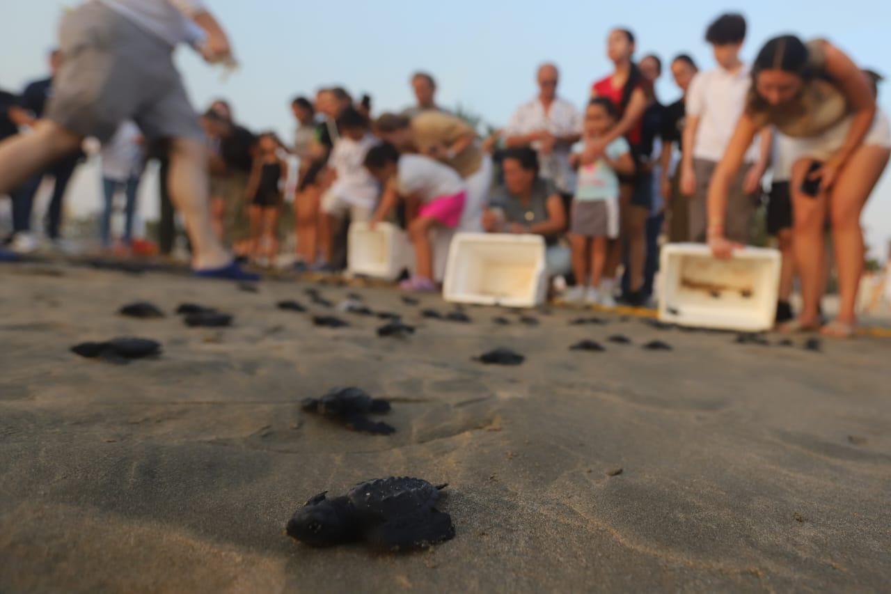 $!La liberación de tortugas se fusiona con el atardecer en Mazatlán