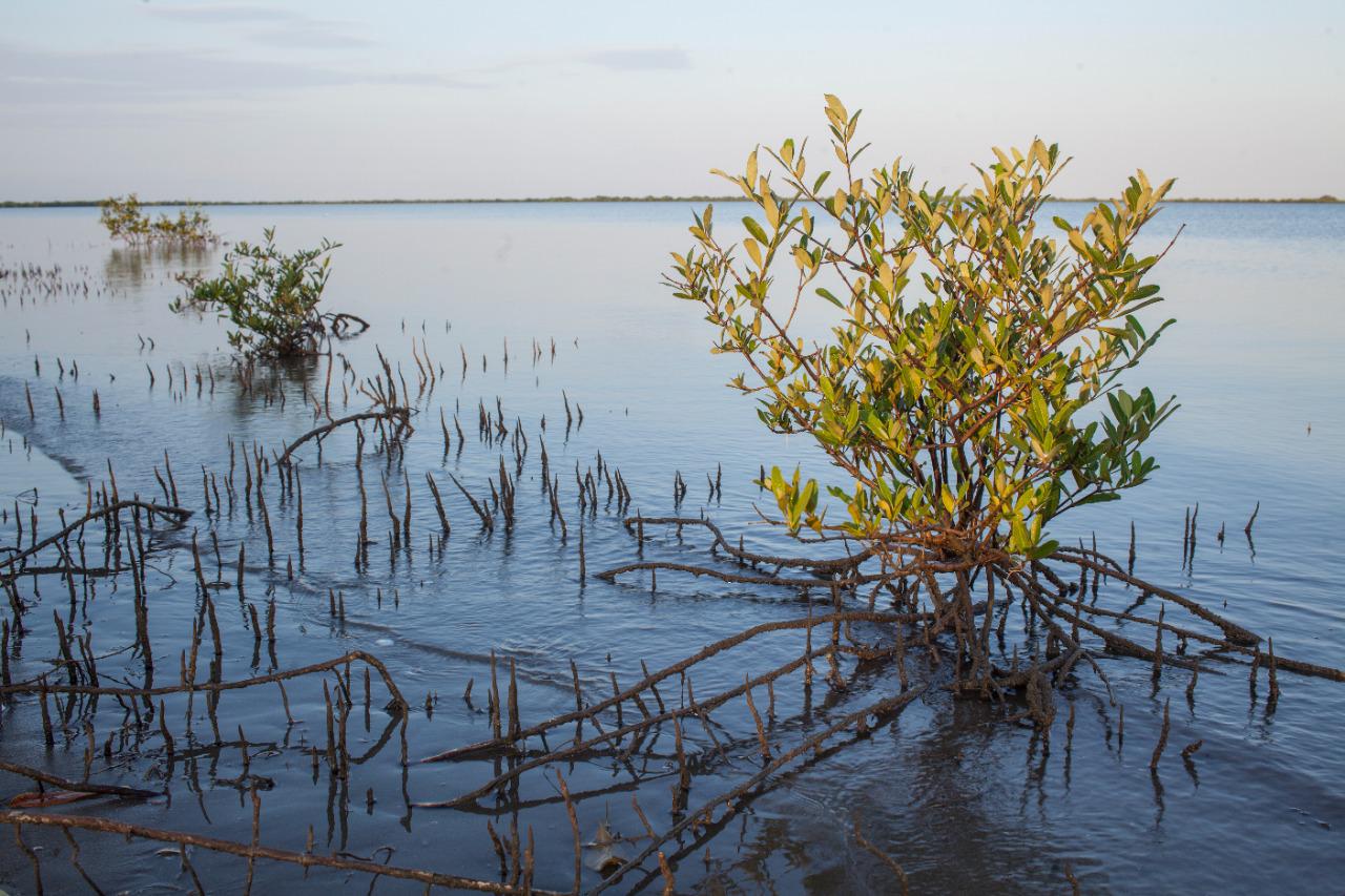 $!Daños en humedales provocan efectos negativos en la pesca y economía de la bahía de Santa María, señala Sucede