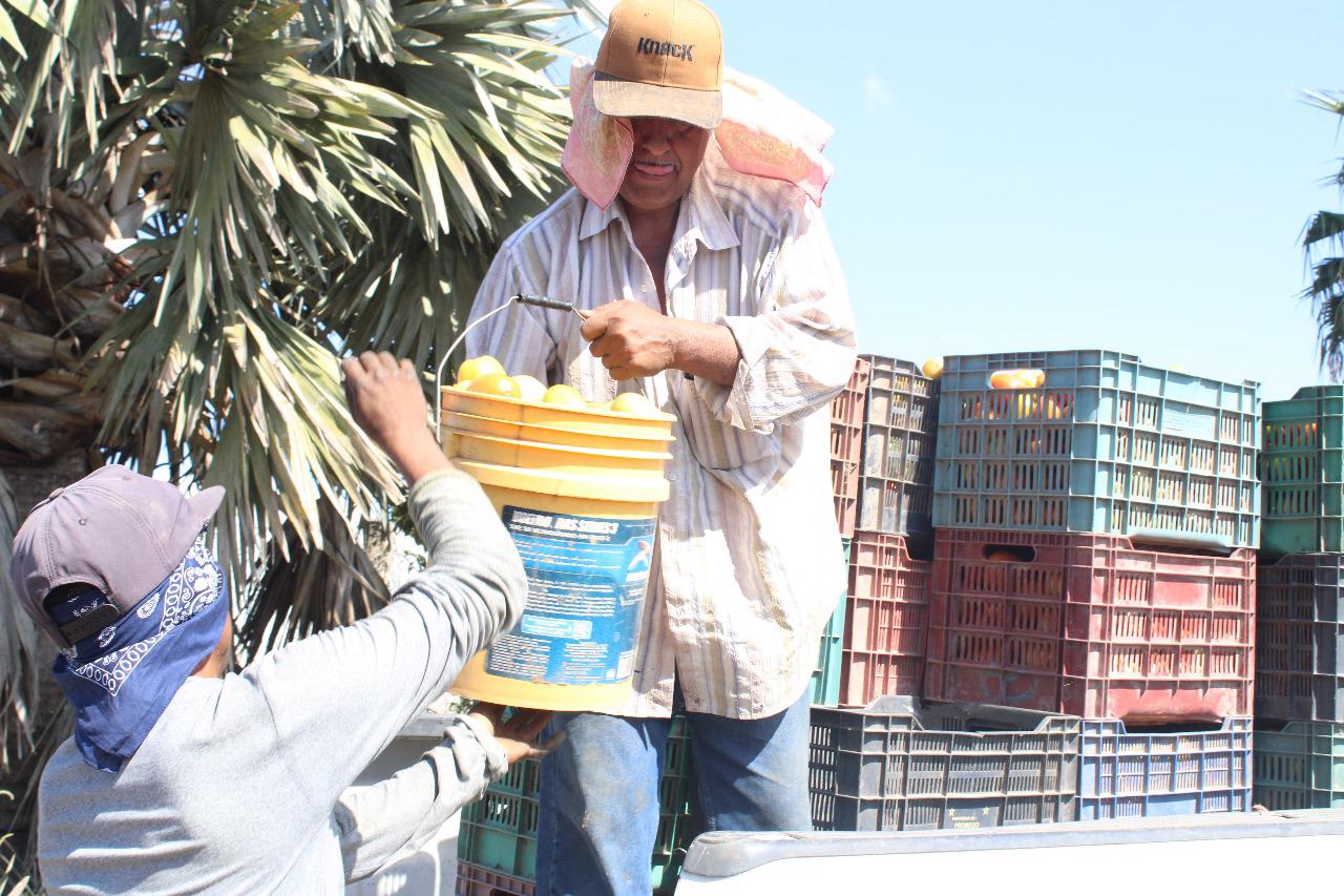 $!Preocupa baja de precio del tomate a productores del Sur de Sinaloa