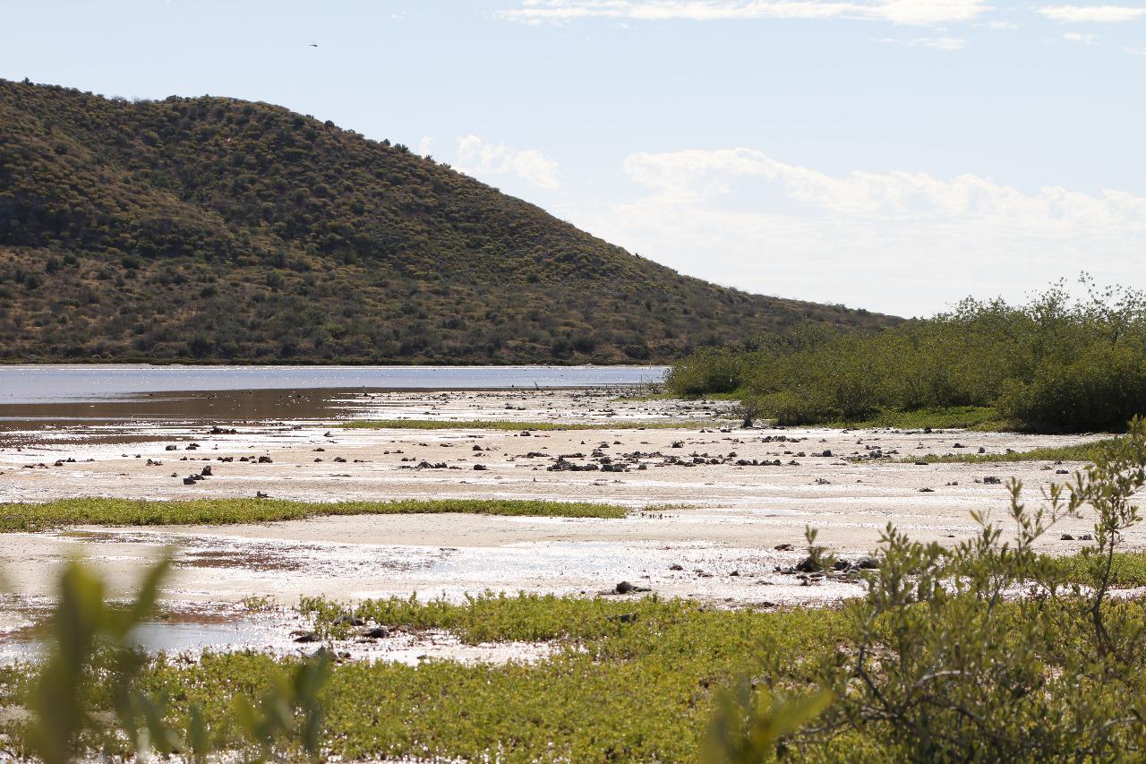 $!Los humedales son sistemas de transmisión entre ambientes acuáticos y terrestres.