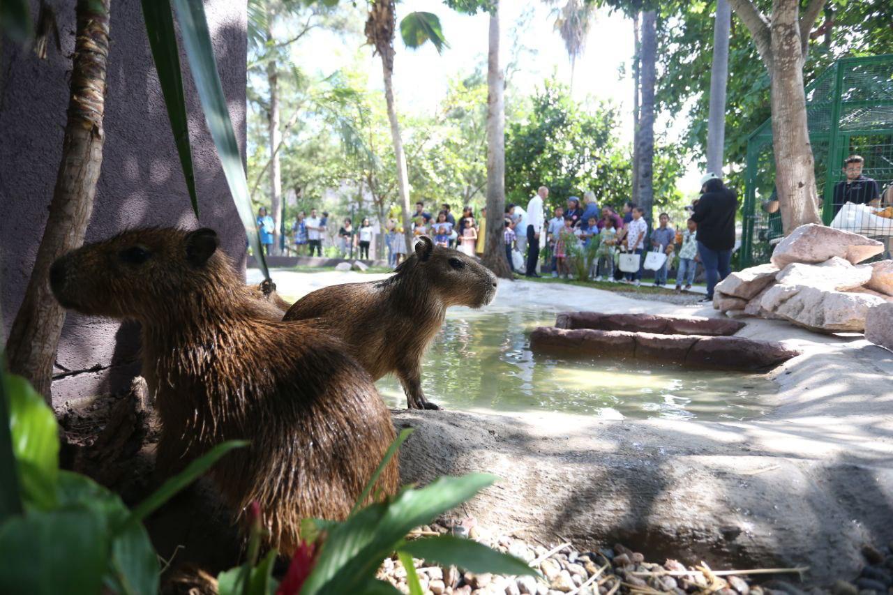 $!Las cuatro jóvenes capibaras ya se están lista para ser admiradas por los asistentes al Acuario.