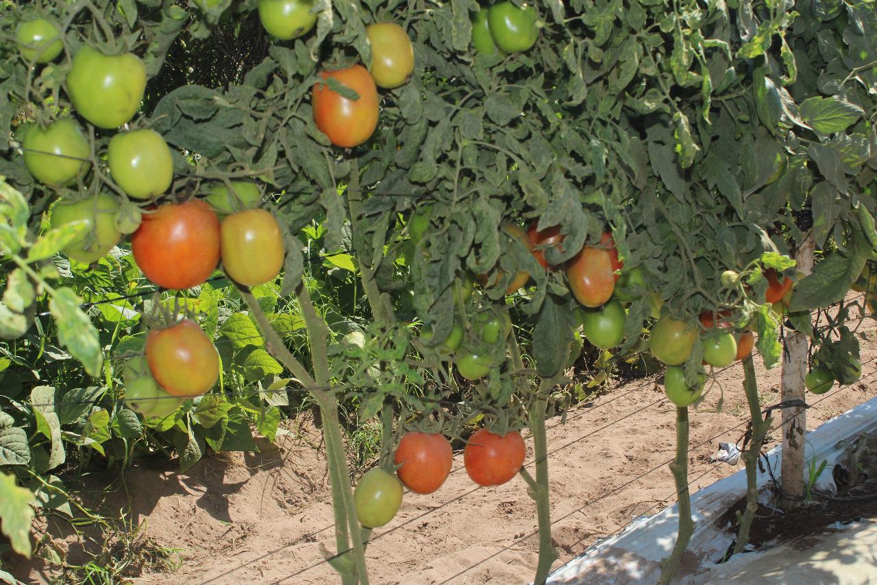 $!Preocupa baja de precio del tomate a productores del Sur de Sinaloa