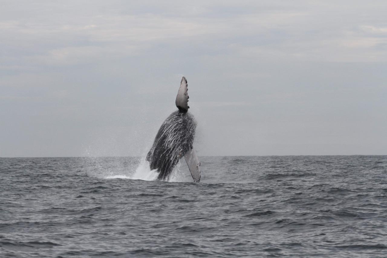 $!Ballenas jorobadas en Mazatlán, el gran espectáculo de la vida marina