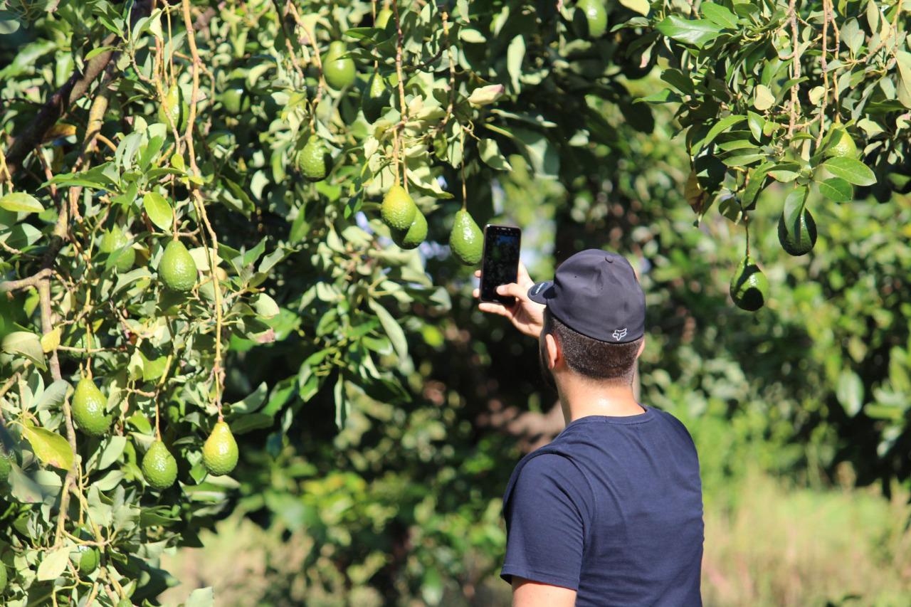 $!Asoma el aguacate como cultivo alternativo y rentable para Sinaloa