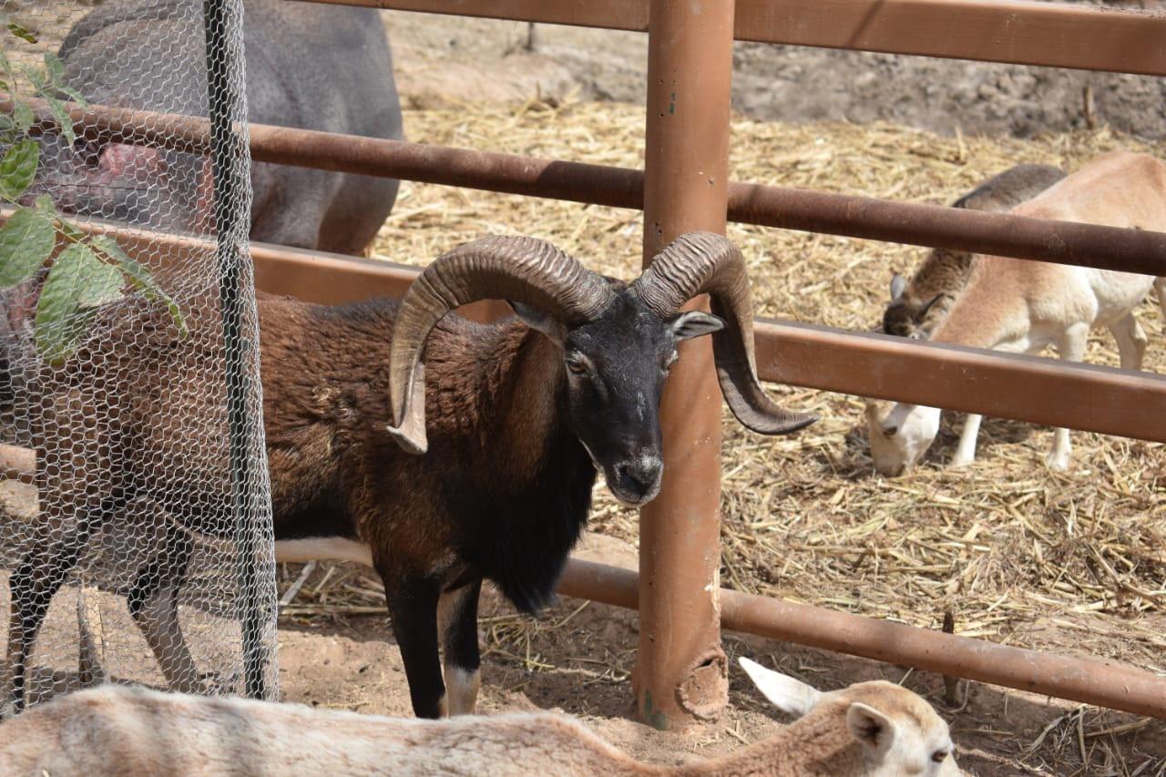 $!Ostok, el santuario que refugia a más de 400 animales rescatados