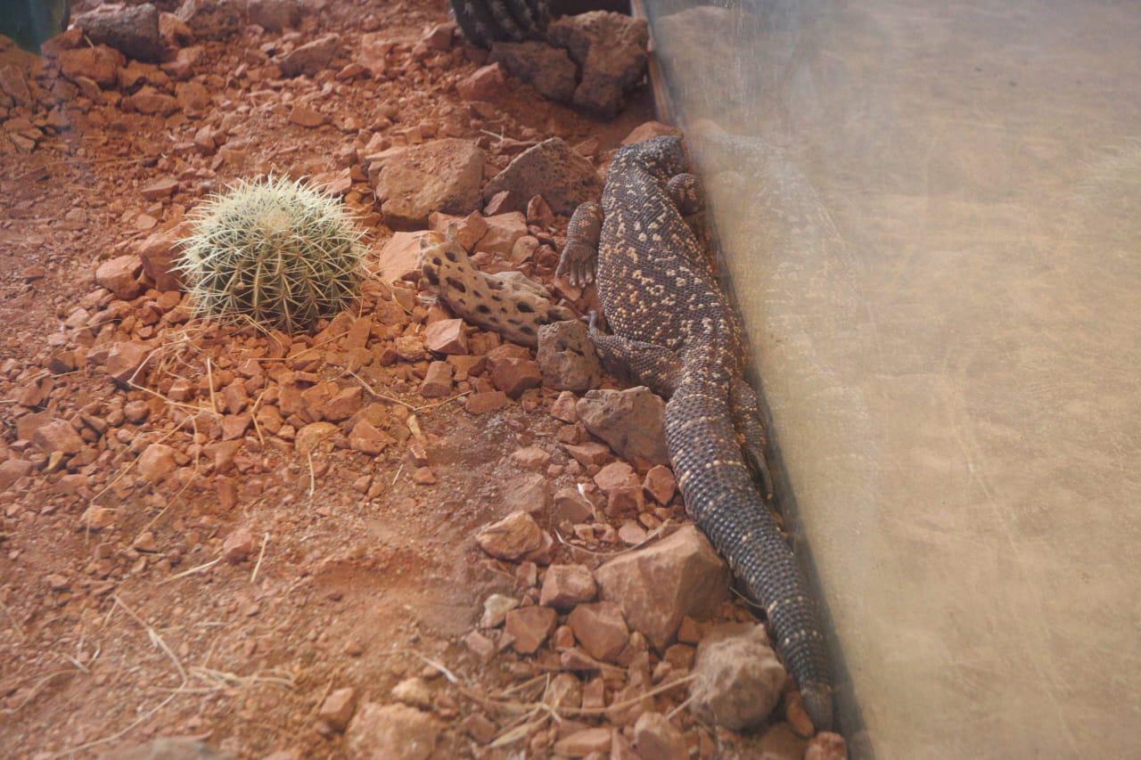 $!‘Emerge del océano’ Nuevo Acuario Mazatlán Mar de Cortés y muestra su belleza al mundo