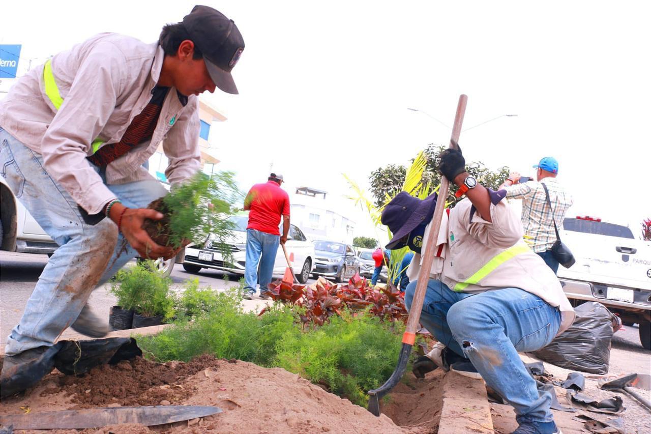 $!Restauran Avenida La Marina con acalifa, orejas de burro, árbol de orquídea, uva de mar, muñecas y corona de Cristo