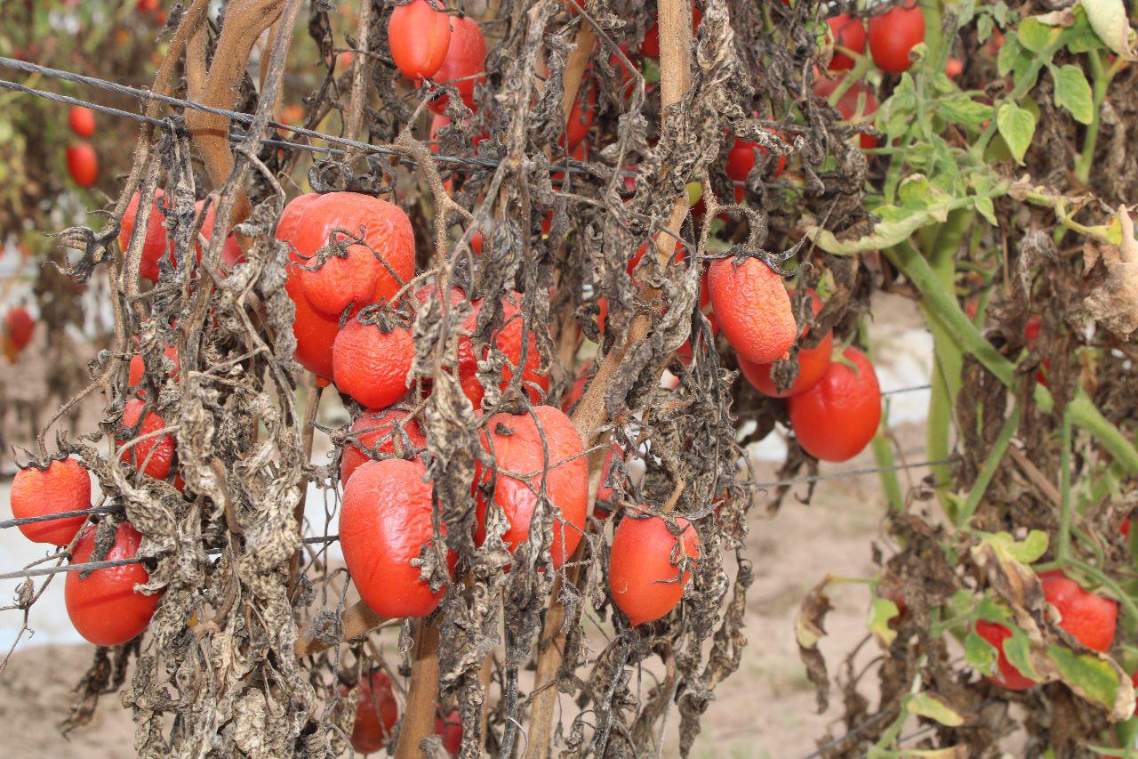 $!Están en crisis hortalizas de Escuinapa por falta de apoyos