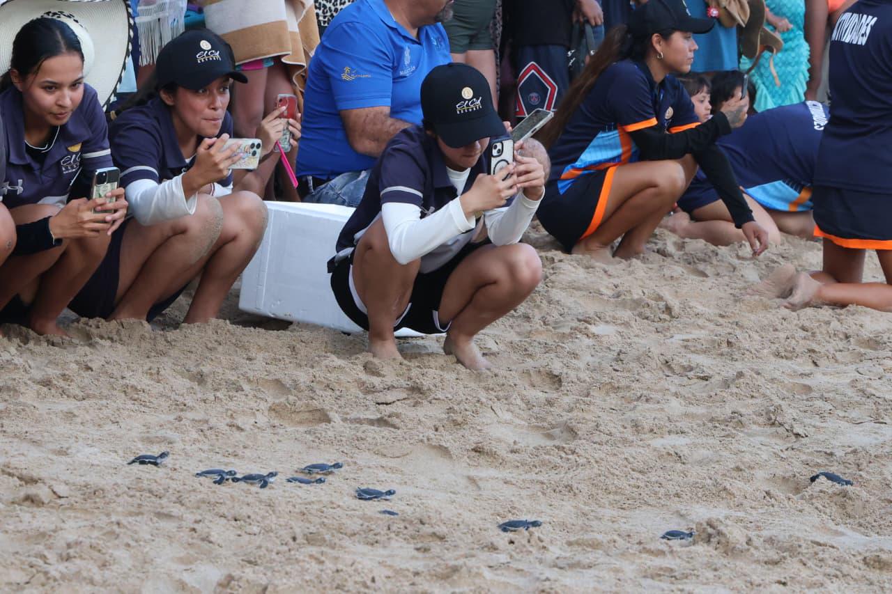 $!Liberan 43 crías de tortuga negra en playas de Mazatlán