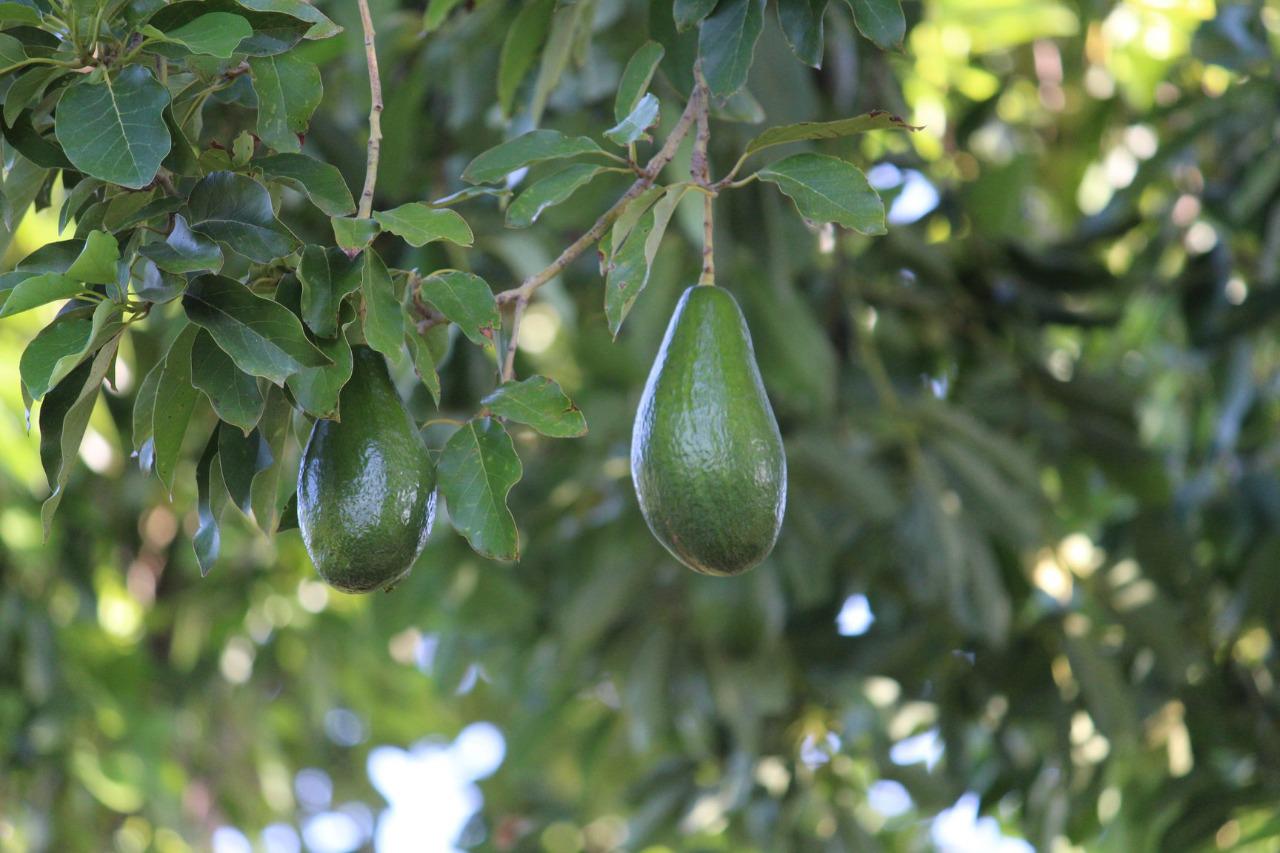 $!Asoma el aguacate como cultivo alternativo y rentable para Sinaloa