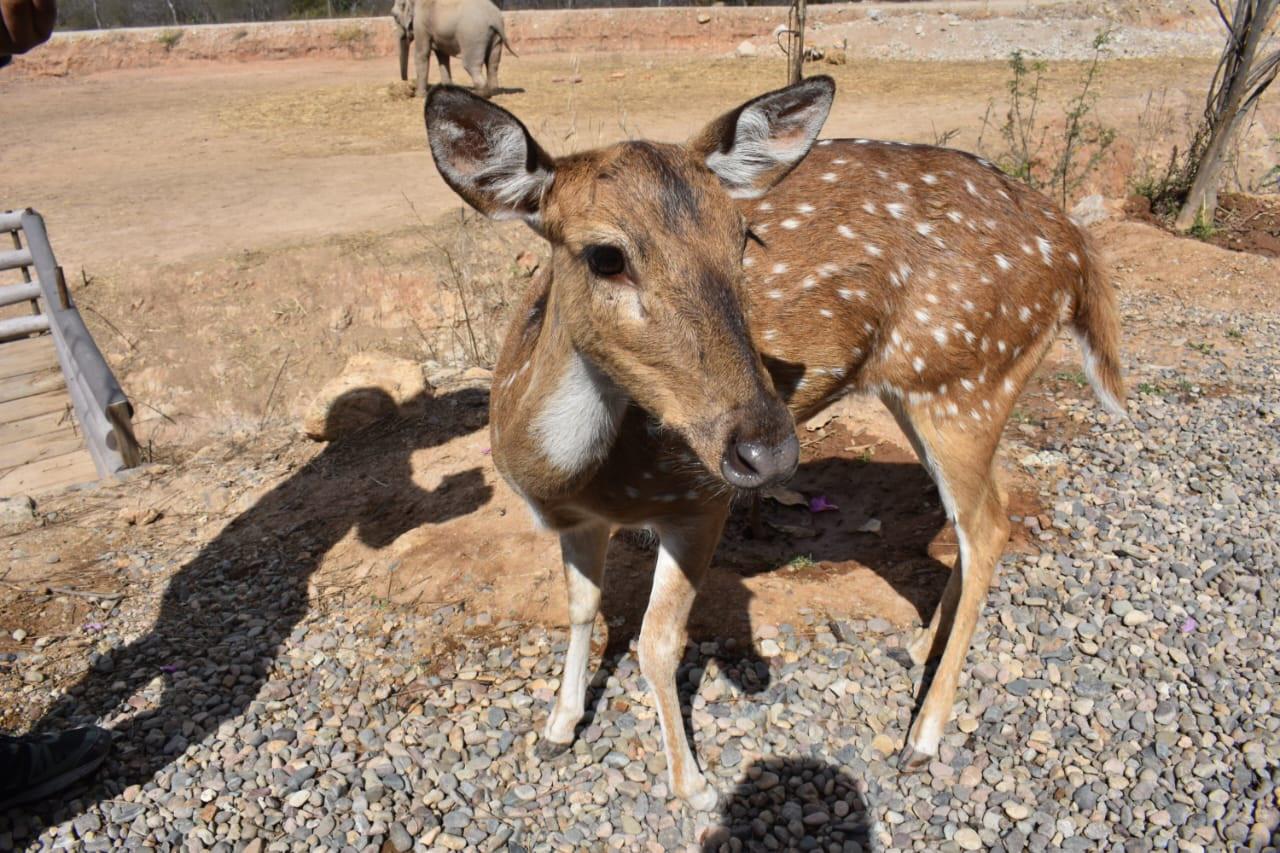 $!Ostok, el santuario que refugia a más de 400 animales rescatados