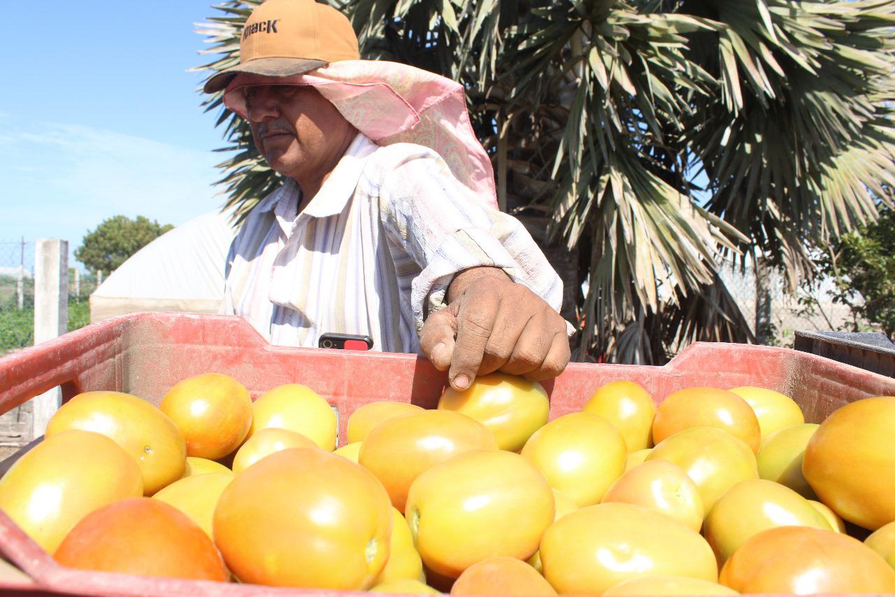 $!Preocupa baja de precio del tomate a productores del Sur de Sinaloa
