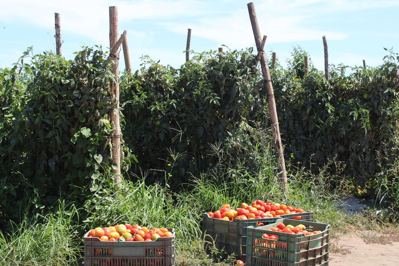 $!Están en crisis hortalizas de Escuinapa por falta de apoyos
