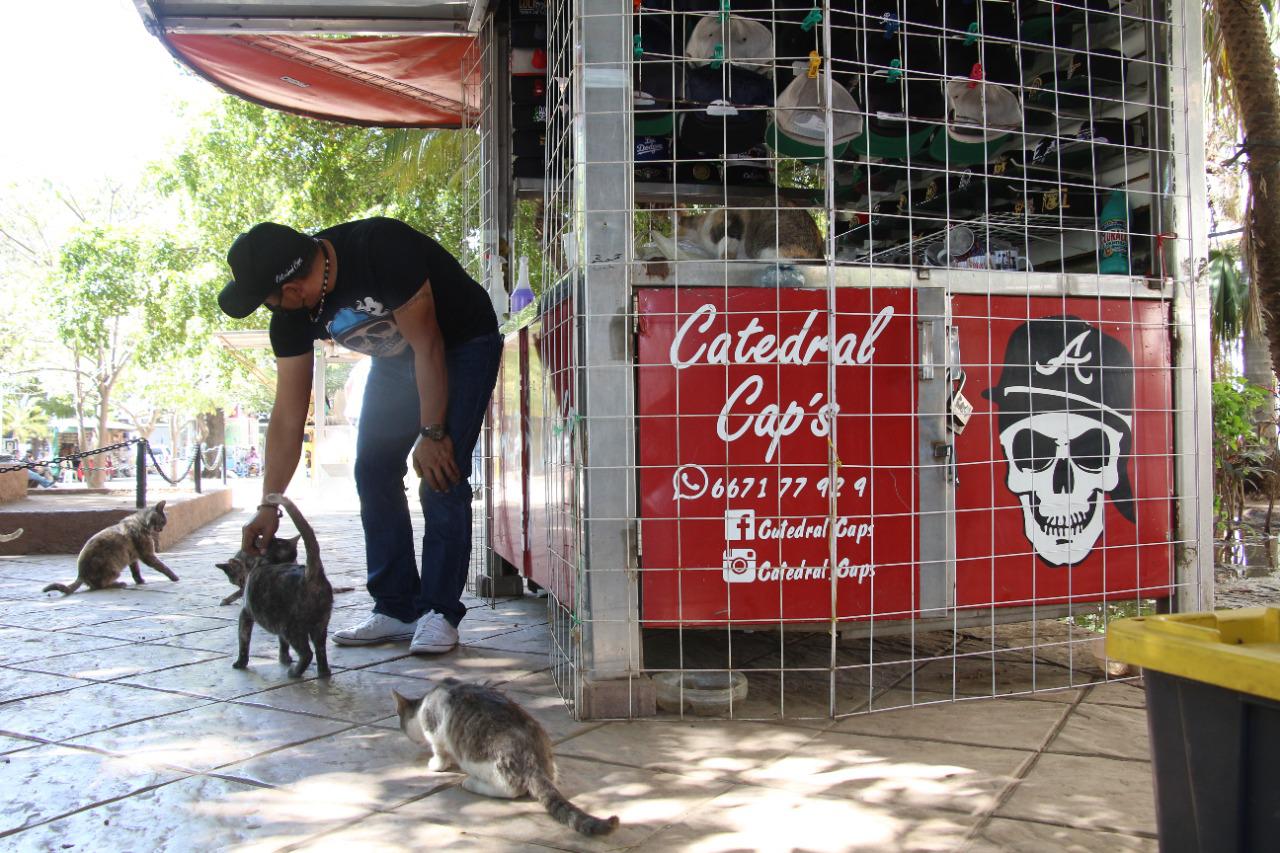 $!Vicente Sánchez es ‘El señor de los gatos de Catedral’ en Culiacán, protector de mininos callejeros