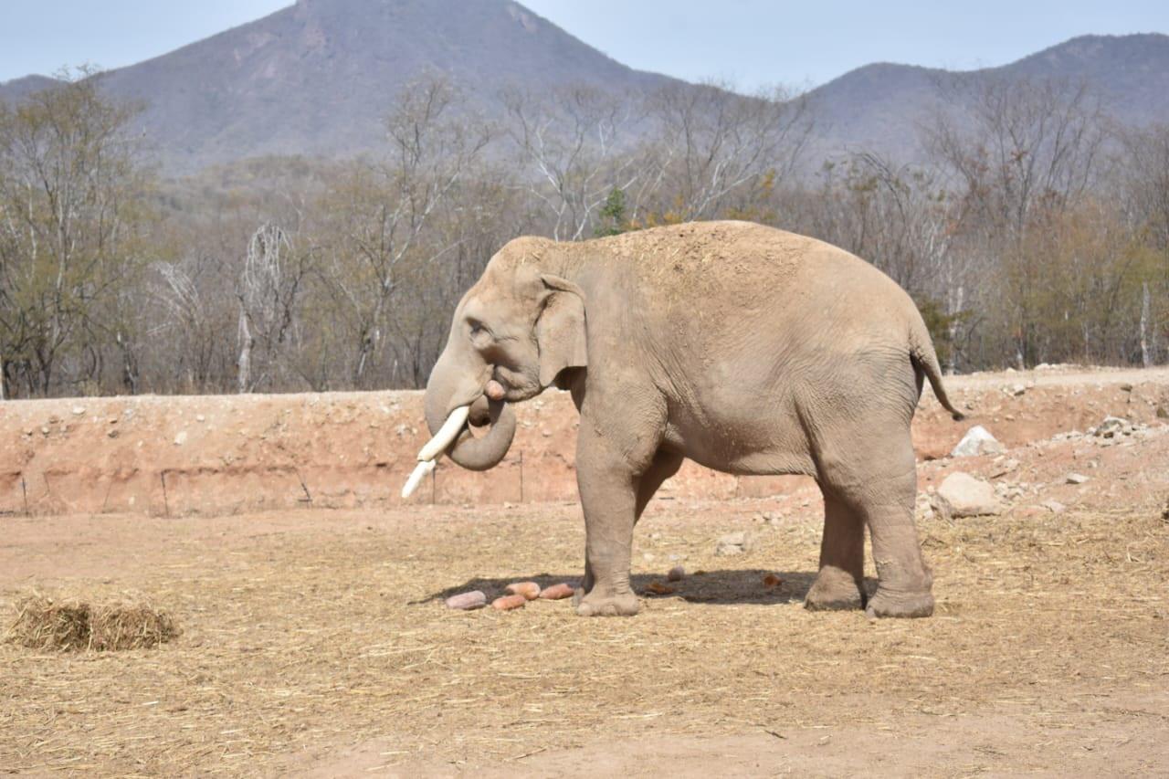 $!Ostok, el santuario que refugia a más de 400 animales rescatados