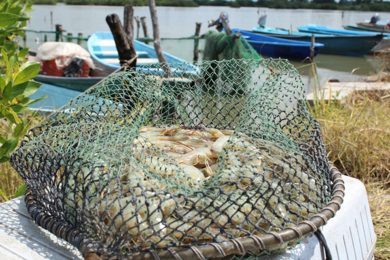 $!Reportan pescadores de Escuinapa que ‘el camarón se acabó’