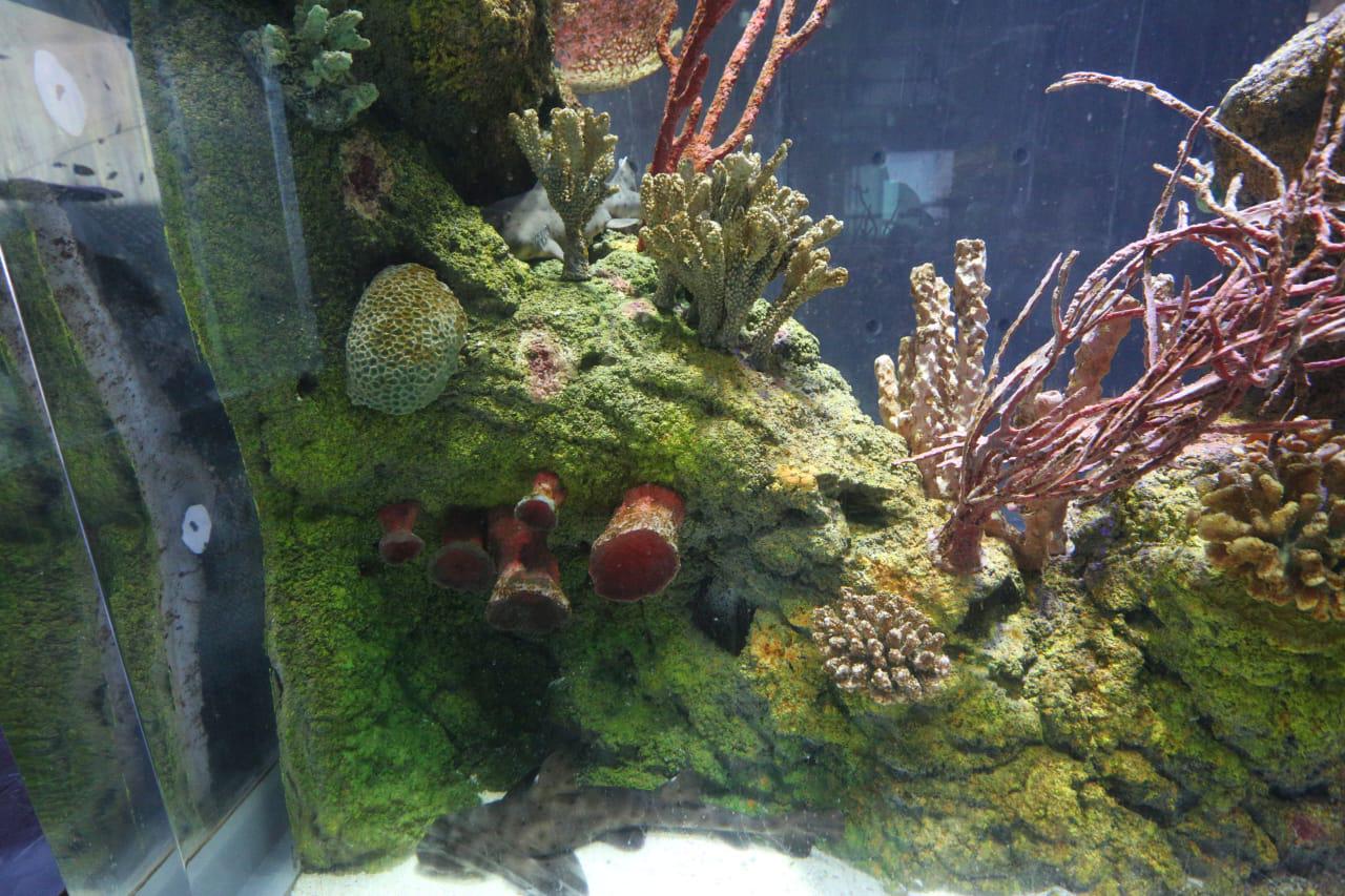 $!‘Emerge del océano’ Nuevo Acuario Mazatlán Mar de Cortés y muestra su belleza al mundo