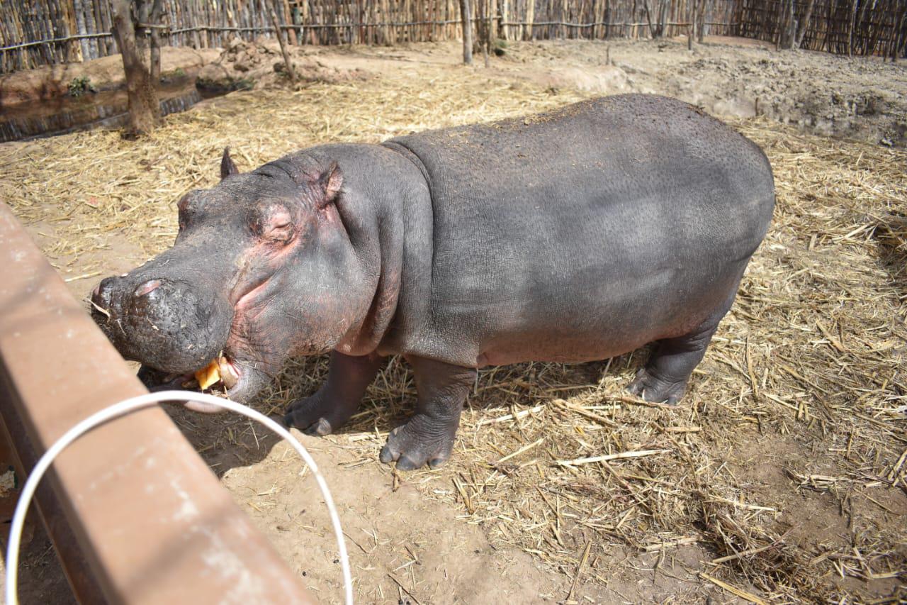 $!Ostok, el santuario que refugia a más de 400 animales rescatados