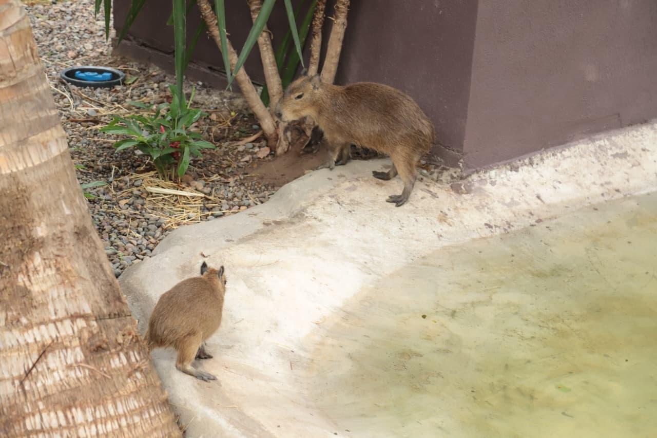 $!Presenta el Gran Acuario Mazatlán a sus nuevas inquilinas, cuatro capibaras