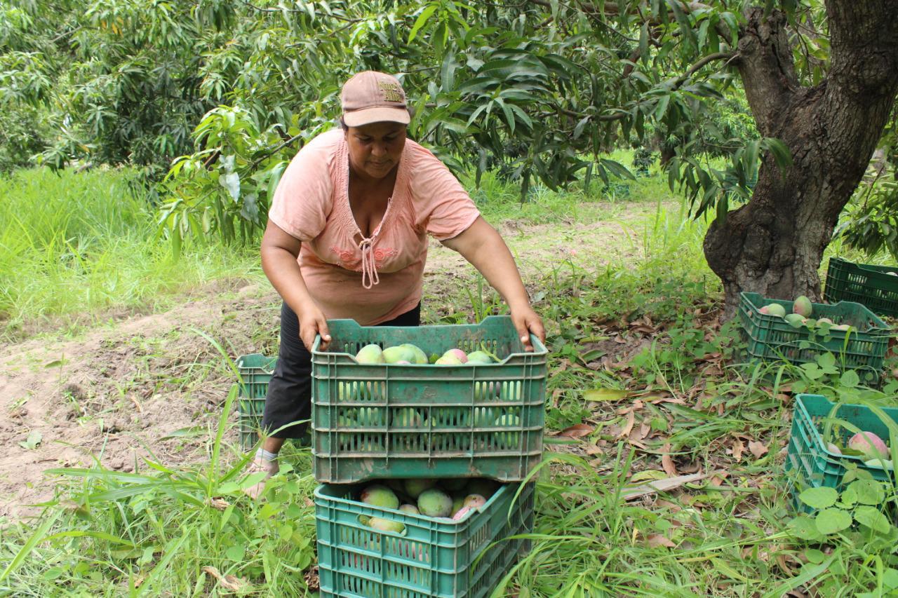 $!Corte del mango en la zona de Escuinapa, Sinaloa.