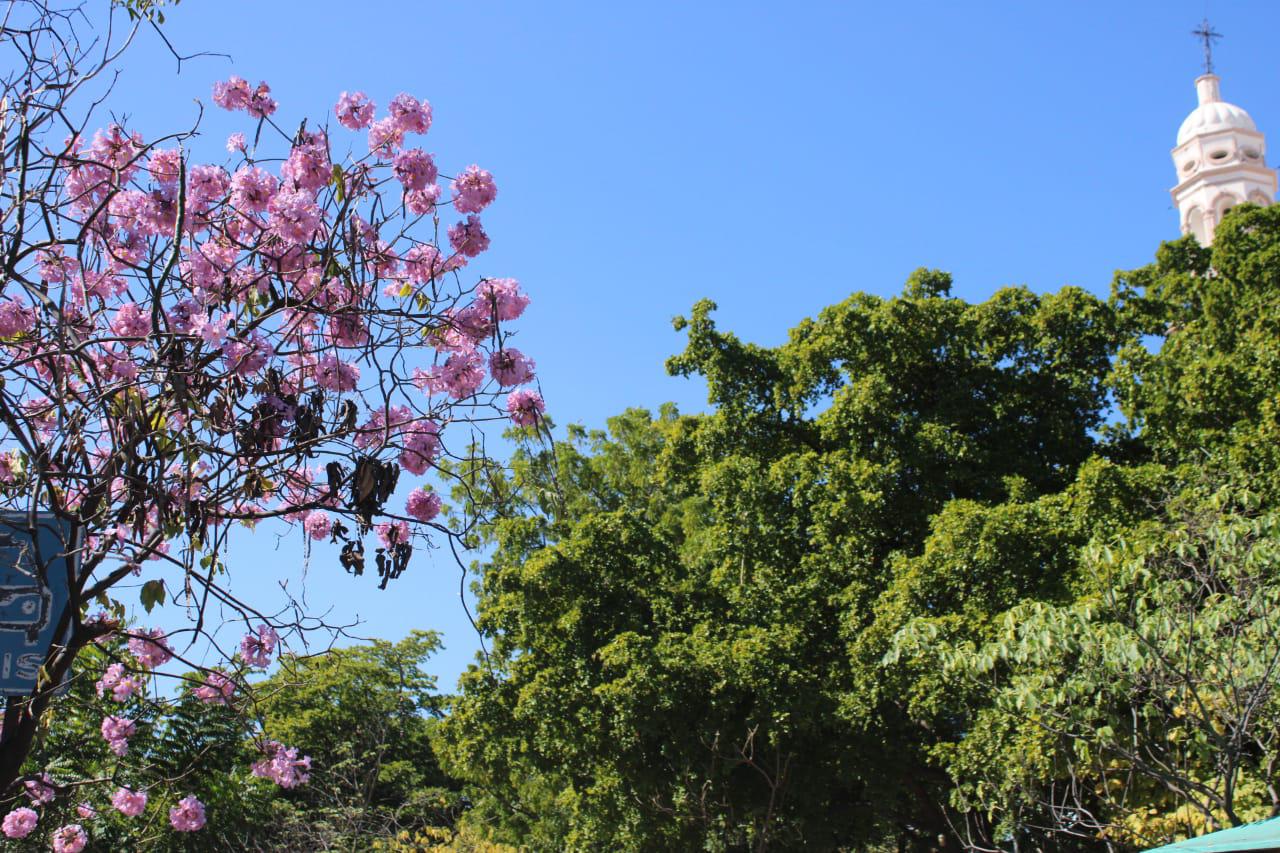 $!Aseguran comerciantes de Culiacán que en enero es cuando brotan las flores amapa