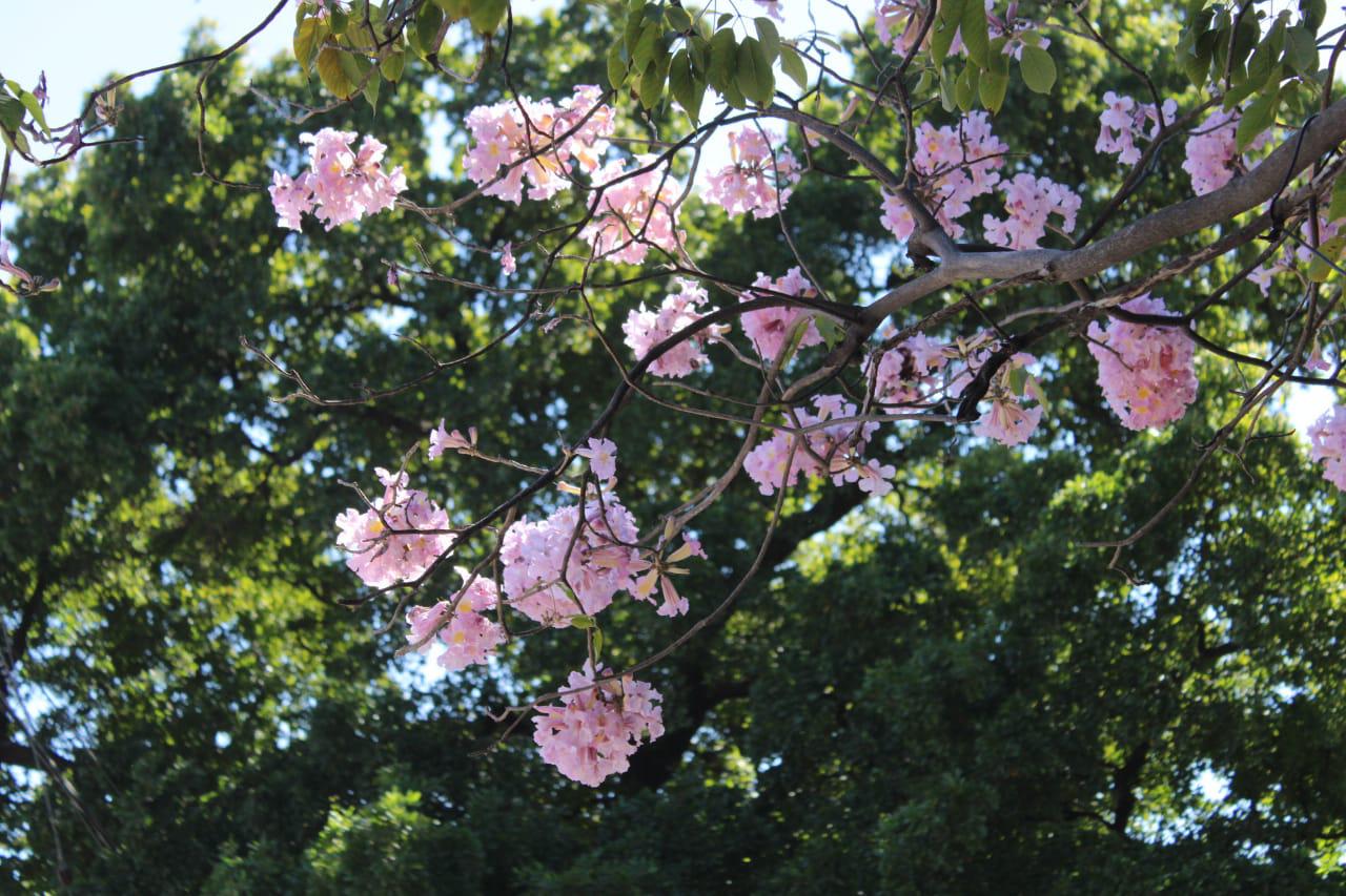 $!Aseguran comerciantes de Culiacán que en enero es cuando brotan las flores amapa