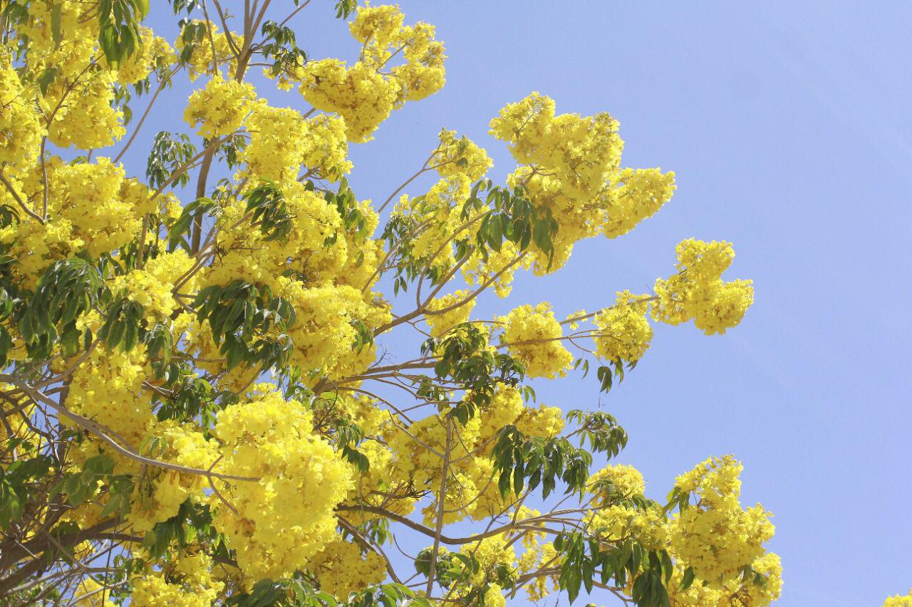 $!¿Las Amapas dañan la infraestructura pública? Esta estrategia sigue Culiacán para evitar daños