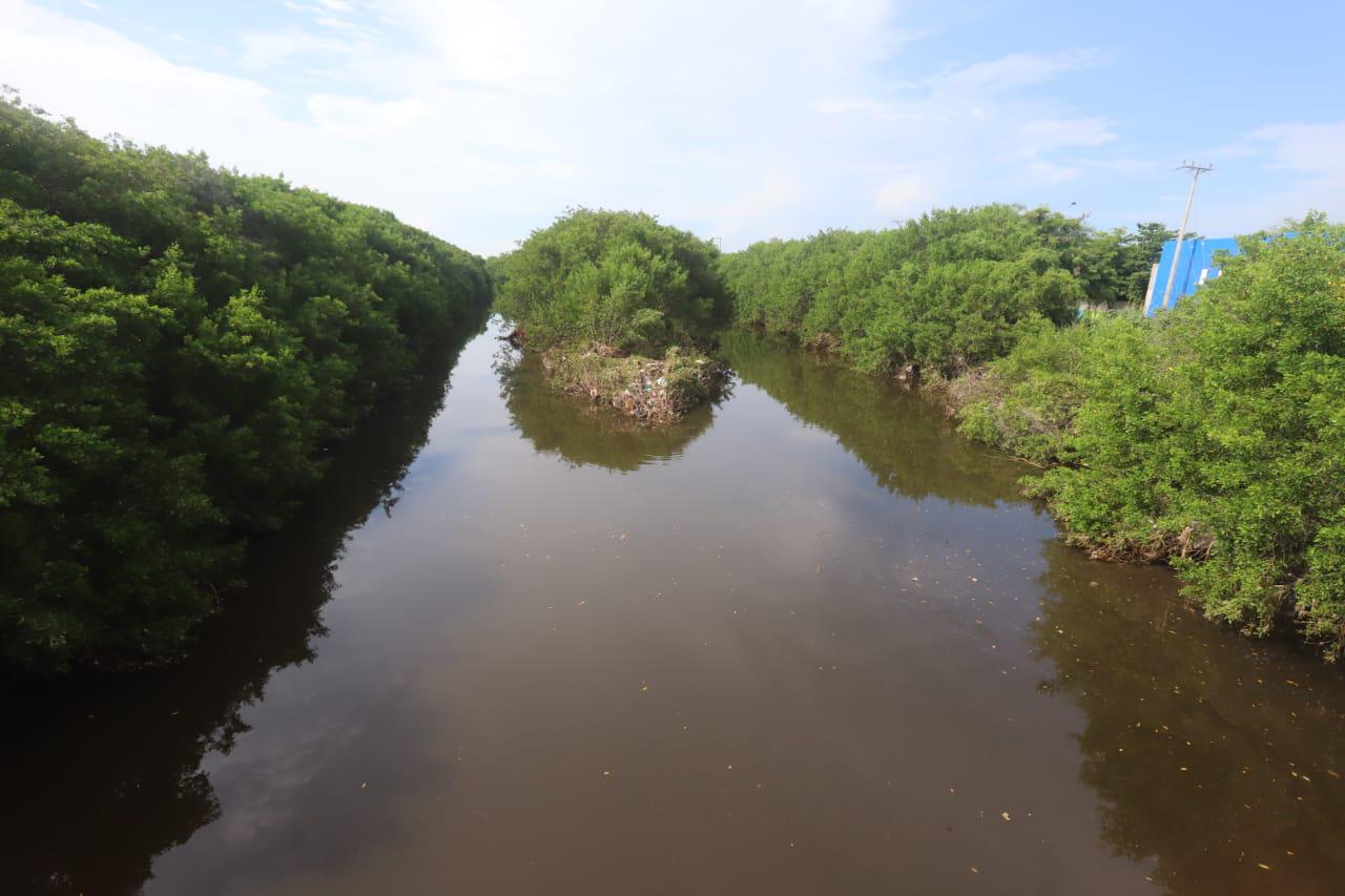 $!Mazatlán pierde manglares por rellenos, invasiones y crecimiento insostenible: ambientalista