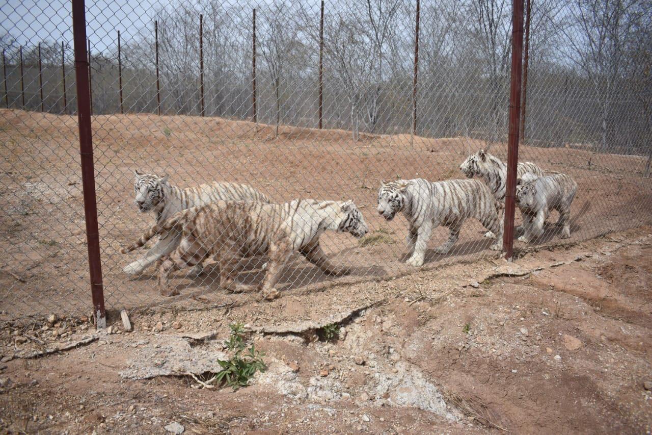 $!Ostok, el santuario que refugia a más de 400 animales rescatados