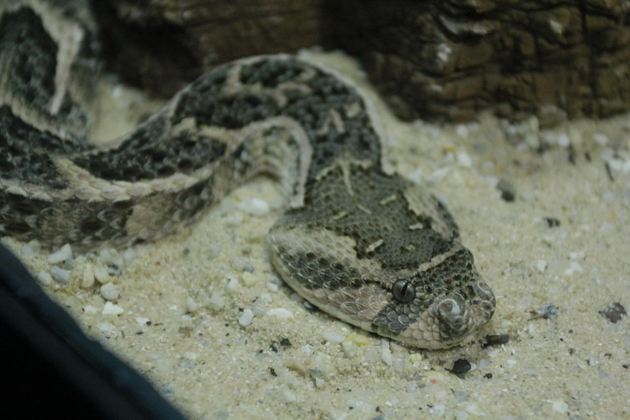 $!Llega a Culiacán la Exposición de Reptiles más venenosos del mundo