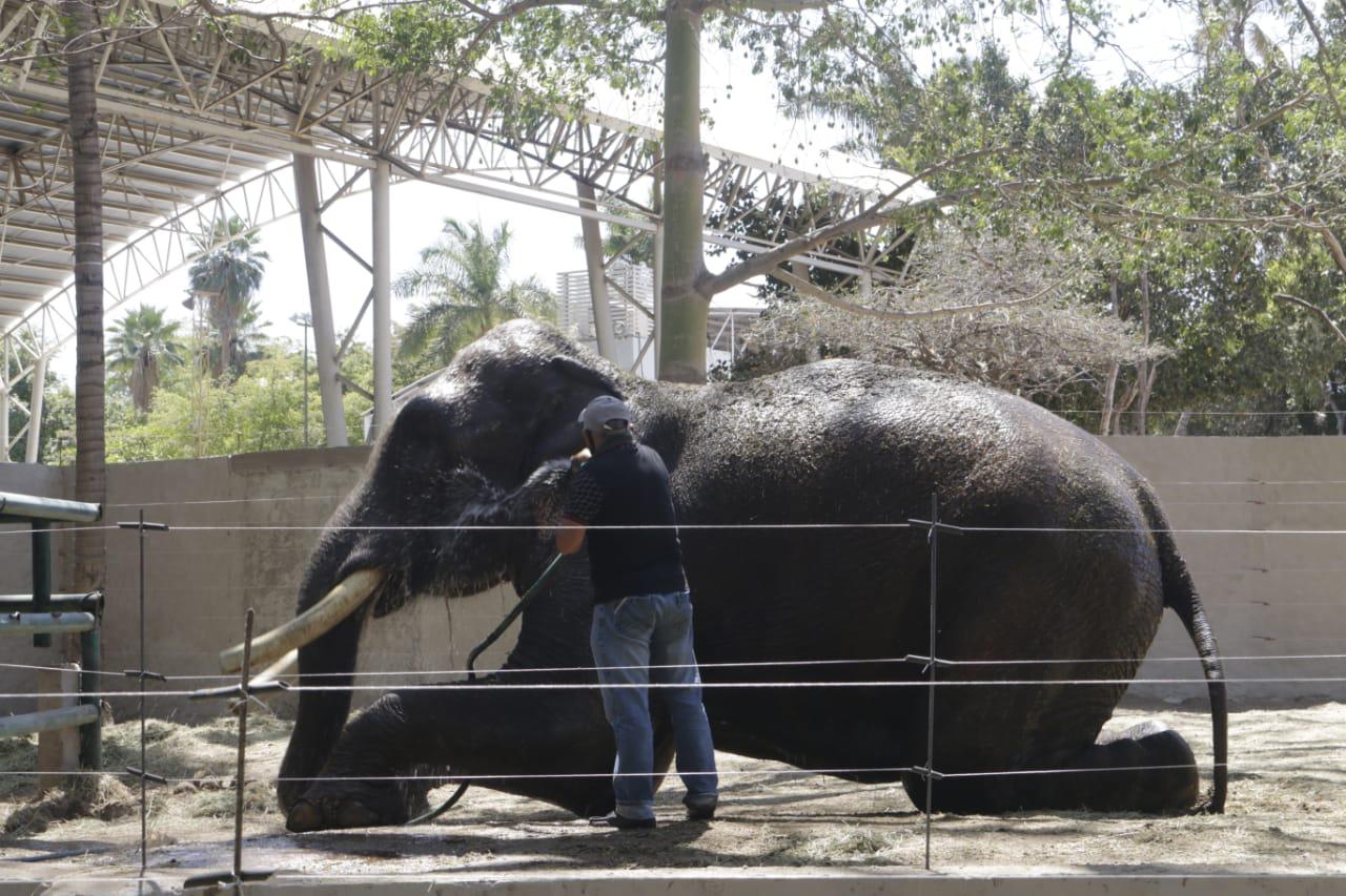 $!Niega Zoológico de Culiacán haber pedido cuota en recibos de agua para ‘Big Boy’