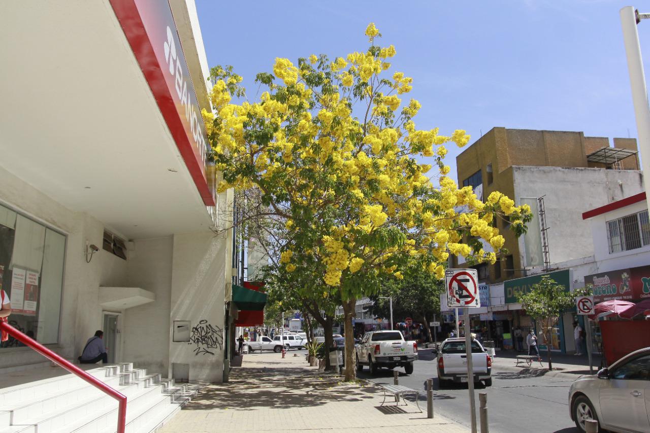 $!Amapas pintan de color el Centro Histórico de Culiacán