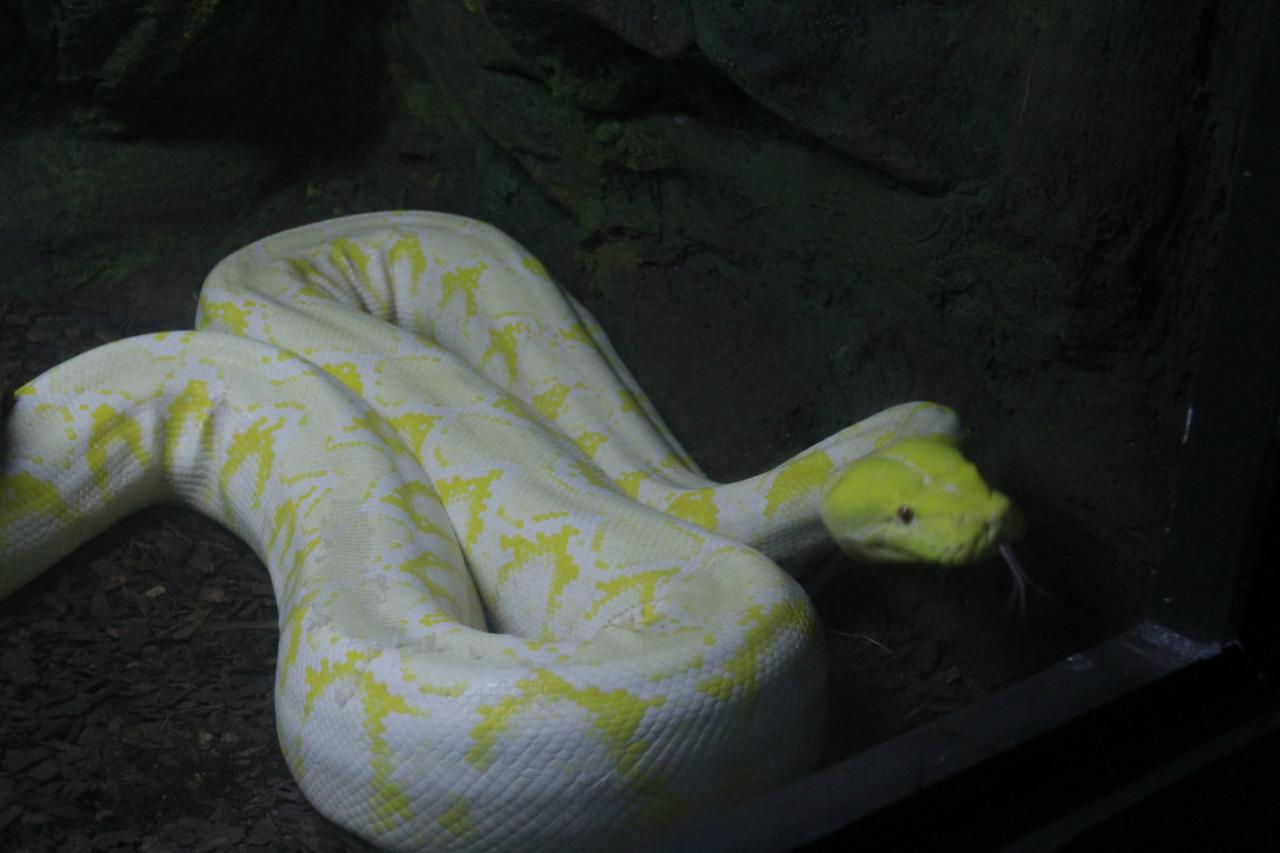 $!Llega a Culiacán la Exposición de Reptiles más venenosos del mundo