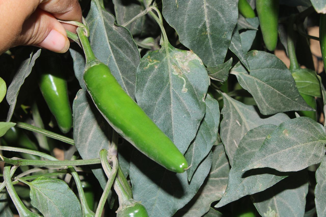 $!Aseguran en Escuinapa producción de chile jalapeño para al menos no perder