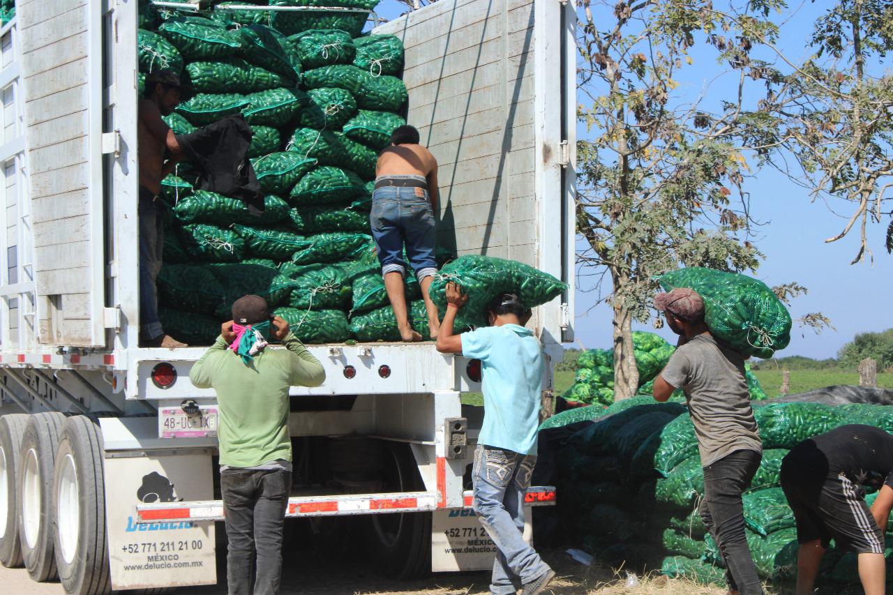 $!Aseguran en Escuinapa producción de chile jalapeño para al menos no perder