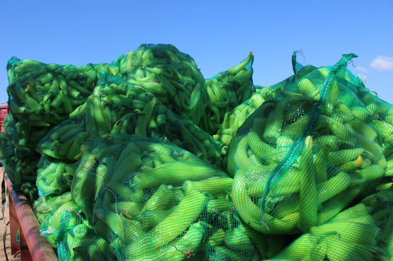 $!Aseguran en Escuinapa producción de chile jalapeño para al menos no perder